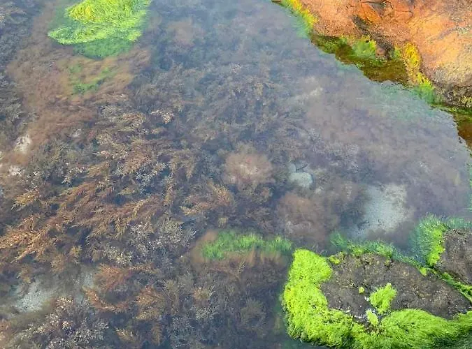 апартаменти-студия в комплекс нестинарка Carevo